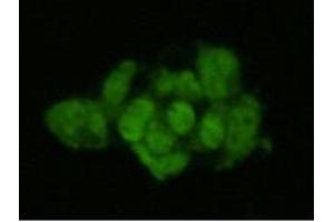 Image no. 2 for anti-Geminin, DNA Replication Inhibitor (GMNN) antibody (ABIN1843722)