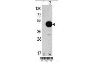Image no. 2 for anti-Autophagy related 4B Cysteine Peptidase (ATG4B) (AA 358-390), (C-Term) antibody (ABIN1882065)
