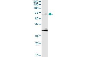 Image no. 1 for anti-Oxidative-Stress Responsive 1 (OXSR1) (AA 351-450) antibody (ABIN564270)