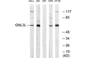 Image no. 1 for anti-Guanine Nucleotide Binding Protein-Like 3 (Nucleolar)-Like (GNL3L) (AA 71-120) antibody (ABIN1534972)