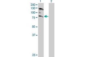 Western Blot analysis of ASCC2 expression in transfected 293T cell line by ASCC2 MaxPab polyclonal antibody.