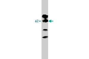 Image no. 1 for anti-Adrenergic, alpha-2B-, Receptor (ADRA2B) antibody (ABIN533568)