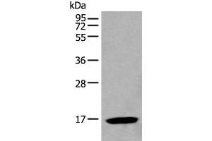 Western blot analysis of HL-60 cell lysate using BCL2L2 Polyclonal Antibody at dilution of 1:500