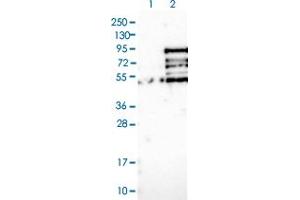 Image no. 2 for anti-Male-Specific Lethal 2 Homolog (MSL2) antibody (ABIN5583831)