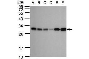 Image no. 1 for anti-Adenylate Kinase 3 (AK3) (Center) antibody (ABIN2855826)
