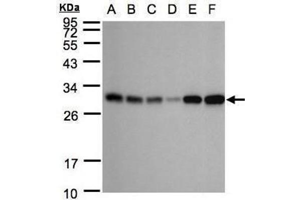 anti-Adenylate Kinase 3 (AK3) (Center) antibody