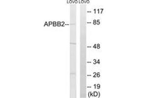 Image no. 1 for anti-Amyloid beta (A4) Precursor Protein-Binding, Family B, Member 2 (APBB2) (AA 471-520) antibody (ABIN1534629)