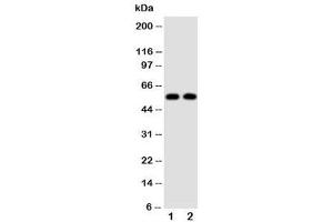 Image no. 3 for anti-Amylase 1, Salivary (AMY1) (N-Term) antibody (ABIN3029924)
