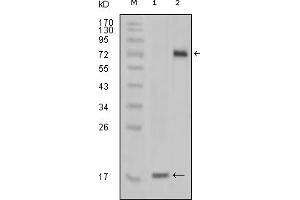 Image no. 1 for anti-serine/threonine/tyrosine Kinase 1 (STYK1) (truncated) antibody (ABIN2464109)