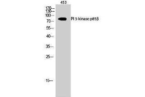 Image no. 1 for anti-Phosphoinositide 3 Kinase, p85 beta (PI3K p85b) (Thr232) antibody (ABIN3186434)