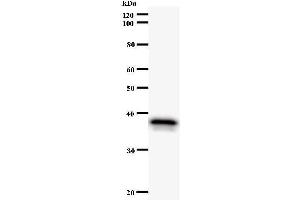 Image no. 1 for anti-Nuclear Factor of Activated T-Cells, Cytoplasmic, Calcineurin-Dependent 3 (NFATC3) antibody (ABIN932193)