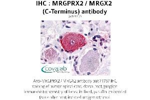 Image no. 1 for anti-G Protein-Coupled Receptor MRGX2 (MRGPRX2) (C-Term) antibody (ABIN1737075)