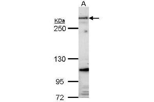 WB Image Sample (30 ug of whole cell lysate) A: Hela 5% SDS PAGE Fibrillin-1 antibody antibody diluted at 1:1000