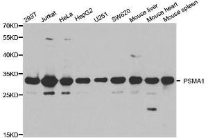 Image no. 3 for anti-Proteasome Subunit alpha Type 1 (PSMA1) antibody (ABIN3016184)