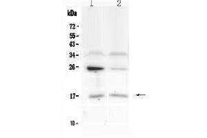 IL1F10 antibody  (AA 1-152)