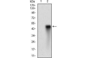 Image no. 5 for anti-Histone Deacetylase 10 (HDAC10) (AA 18-219) antibody (ABIN5867576)