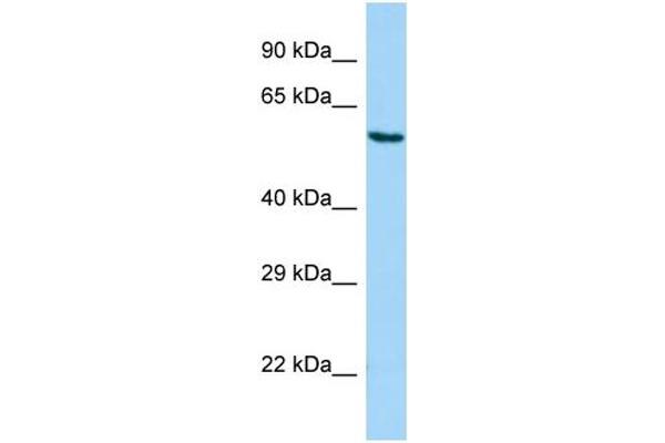 anti-Sorting and Assembly Machinery Component 50 Homolog (SAMM50) (N-Term) antibody