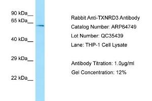 Image no. 1 for anti-Thioredoxin Reductase 3 (TXNRD3) (Middle Region) antibody (ABIN2789949)