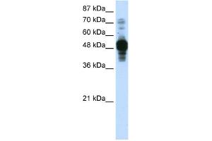 Image no. 1 for anti-Zinc Finger Protein 296 (ZNF296) (C-Term) antibody (ABIN2777368)