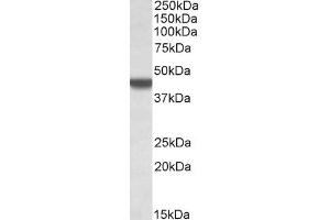 Image no. 2 for anti-Apolipoprotein B mRNA Editing Enzyme, Catalytic Polypeptide-Like 3D (APOBEC3D) (AA 61-74) antibody (ABIN5539684)