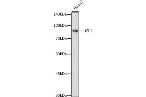 UFL1 Antikörper