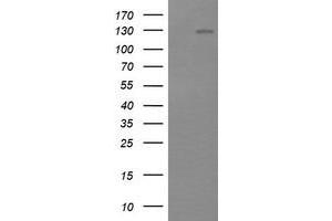 Image no. 3 for anti-Phosphoinositide-3-Kinase, Catalytic, gamma Polypeptide (PIK3CG) antibody (ABIN1500203)