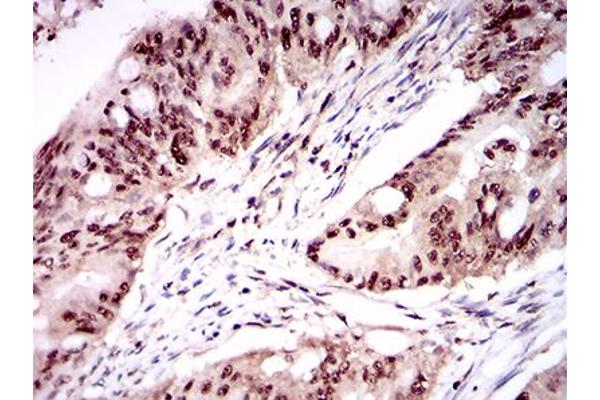 ONECUT3 antibody  (AA 350-455)
