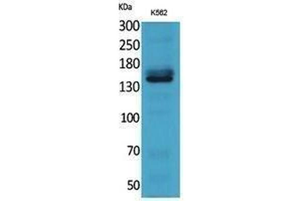 anti-Replication Factor C (Activator 1) 1, 145kDa (RFC1) (C-Term) antibody