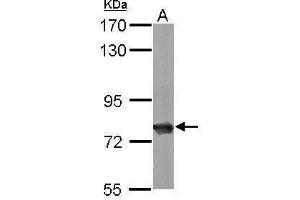 Image no. 3 for anti-Heat Shock 70kDa Protein 8 (HSPA8) (C-Term) antibody (ABIN2854950)