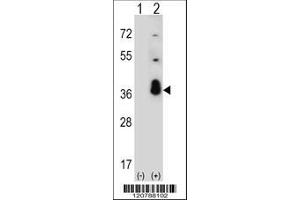 Image no. 1 for anti-serine/arginine-Rich Splicing Factor 1 (SRSF1) (AA 158-186), (C-Term) antibody (ABIN390841)