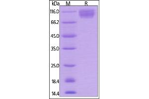 Image no. 2 for Signal-Regulatory Protein alpha (SIRPA) (AA 32-373) (Active) protein (Fc Tag) (ABIN6253632)