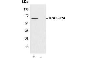 Image no. 2 for anti-TRAF3 Interacting Protein 3 (TRAF3IP3) (Center) antibody (ABIN2707196)