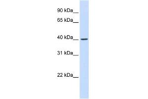 Image no. 1 for anti-F-Box Protein 28 (FBXO28) (Middle Region) antibody (ABIN2786088)