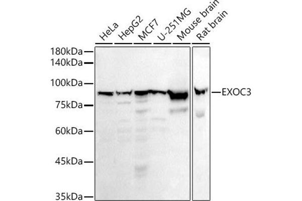 EXOC3 Antikörper