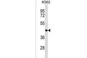 ZNF73 Antibody (N-term) (ABIN1538897 and ABIN2838158) western blot analysis in K562 cell line lysates (35 μg/lane).