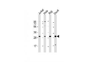 Image no. 2 for anti-Acidic (Leucine-Rich) Nuclear phosphoprotein 32 Family, Member A (ANP32A) (AA 133-162) antibody (ABIN657650)