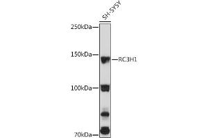 RC3H1 anticorps  (AA 834-1133)
