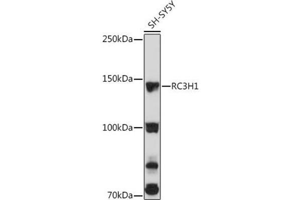 RC3H1 Antikörper  (AA 834-1133)