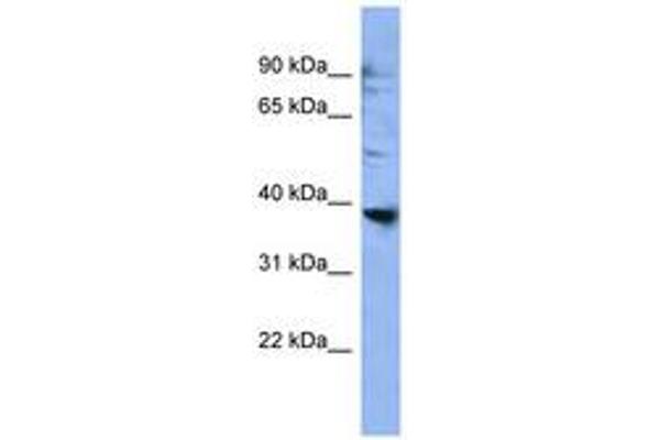 OR2L3 antibody  (AA 228-277)