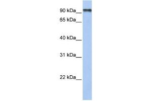 Image no. 1 for anti-Protocadherin gamma Subfamily C, 4 (PCDHGC4) (N-Term) antibody (ABIN2783728)