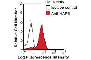 Image no. 2 for anti-Histidyl-tRNA Synthetase (HARS1) antibody (ABIN933100)