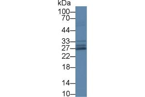 SOD3 antibody  (AA 19-240)