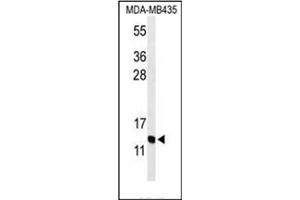 Image no. 2 for anti-Gonadotropin-Releasing Hormone 2 (GnRH2) (AA 32-62), (Middle Region) antibody (ABIN952570)