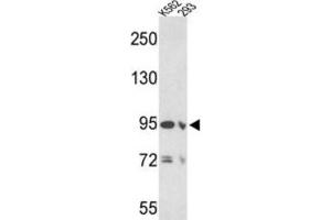 Image no. 2 for anti-Elastin Microfibril Interfacer 1 (EMILIN1) antibody (ABIN3002724)