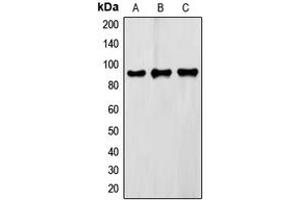 Image no. 1 for anti-Fragile X Mental Retardation, Autosomal Homolog 2 (FXR2) (C-Term) antibody (ABIN2704807)