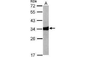 WB Image Sample (50 ug of whole cell lysate) A: Mouse liver 12% SDS PAGE antibody diluted at 1:10000