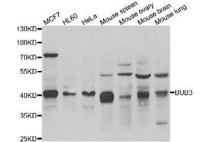 Image no. 2 for anti-Budding Uninhibited By Benzimidazoles 3 Homolog (Yeast) (BUB3) antibody (ABIN6137704)