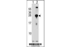 Image no. 2 for anti-Synaptosomal-Associated Protein, 23kDa (SNAP23) (AA 170-199), (C-Term) antibody (ABIN5534717)