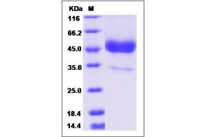 Image no. 1 for Tetraspanin 7 (TSPAN7) (AA 113-213) protein (Fc Tag) (ABIN2010034)