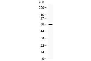 Image no. 1 for anti-Cytoskeleton-Associated Protein 4 (CKAP4) (AA 95-118) antibody (ABIN5647638)